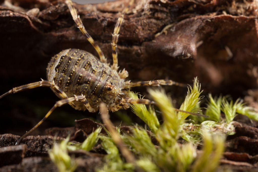 Odiellus spinosus (Phalangiidae)